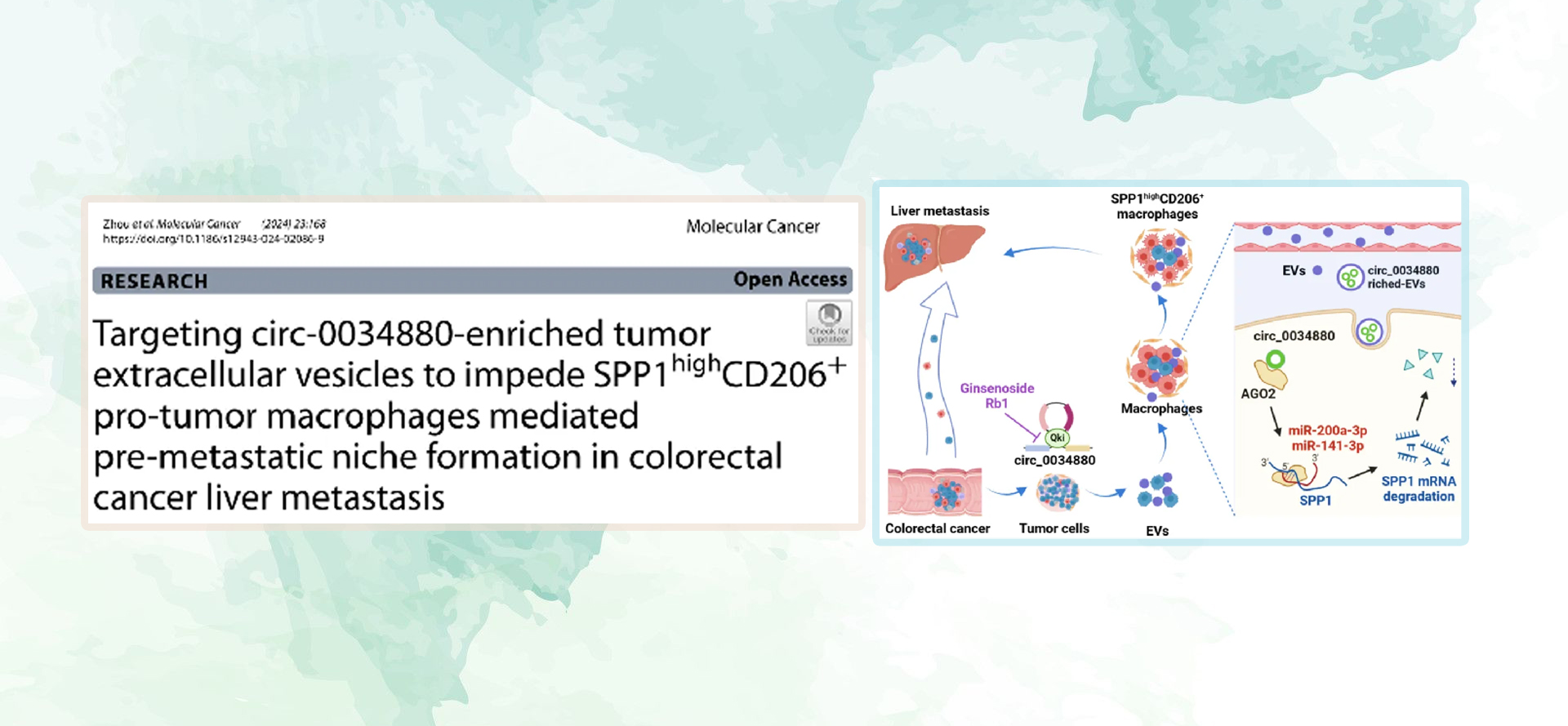 曙光医院肿瘤学科季青研究员团队在著名国际学术期刊Molecular Cancer发表重要研究成果