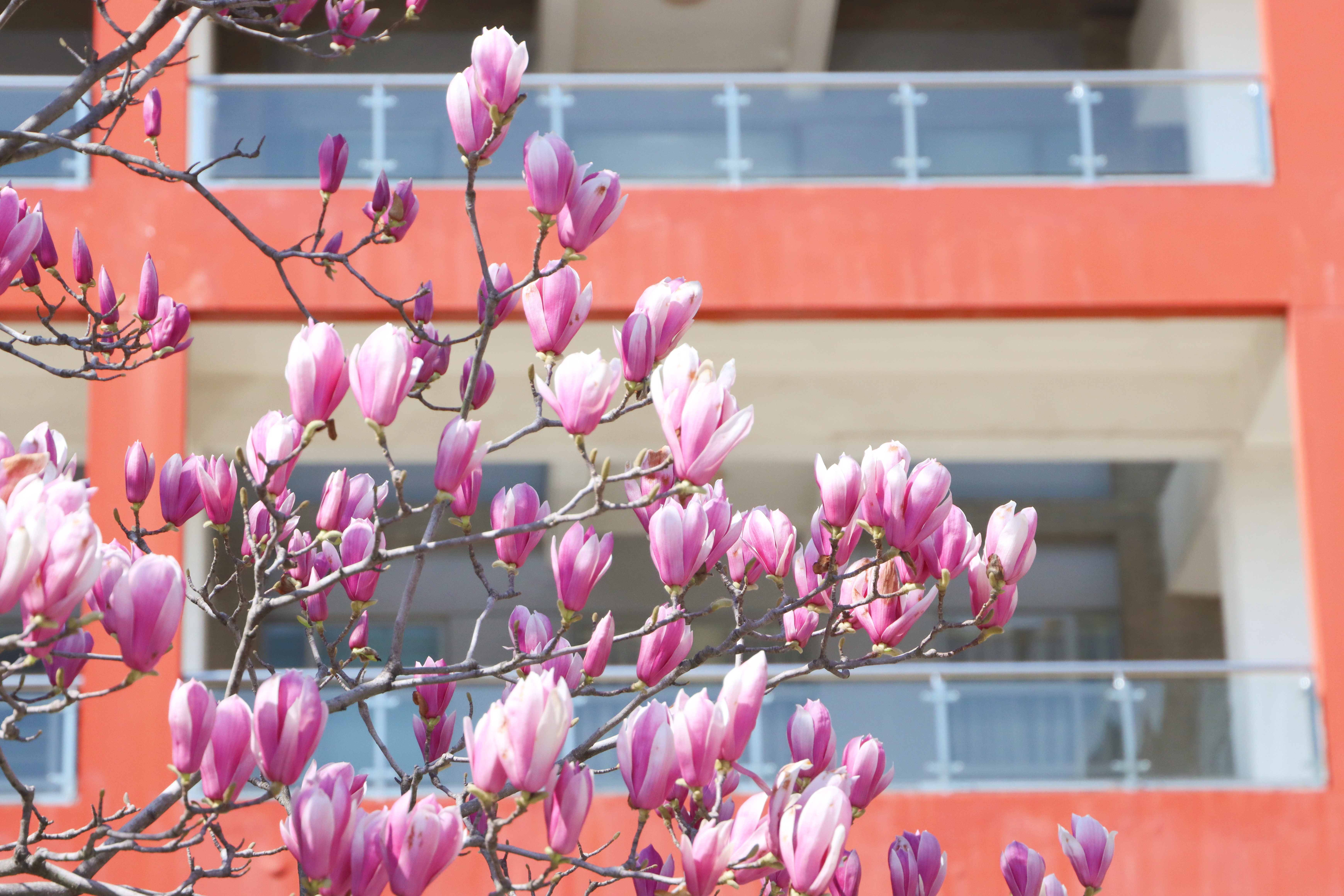 上海市中医药学会医院药学分会2025年学术年会举办